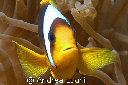 A curious clownfish defending his territory... by Andrea Lughi 